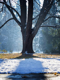 Bare trees on snow covered land