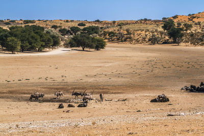 Giraffes on landscape
