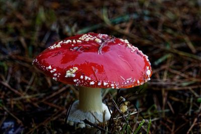 Close-up of fly agaric mushroom on field