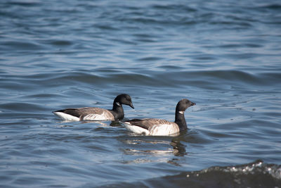 Ducks swimming in lake