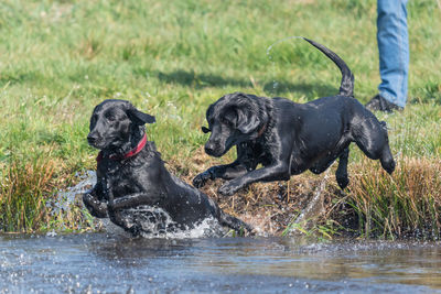Two pedigree black labradors jumping into the water
