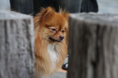 Close-up of pomeranian dog outdoors