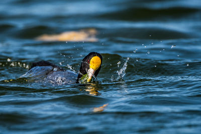 Close-up of coot swimming in lake