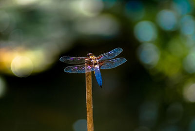 Close-up of dragonfly
