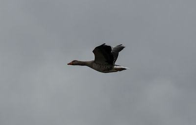 Low angle view of seagull flying in sky
