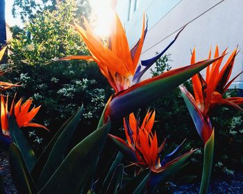 Close-up of orange day lily blooming against sky