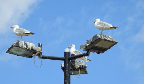 Low angle view of seagull perching on pole against sky