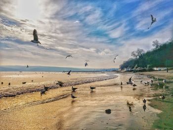 Seagulls flying over sea against sky