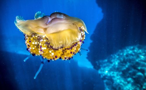 Close-up of jellyfish swimming in sea