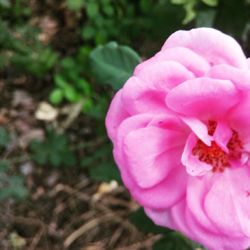 Close-up of pink flowers