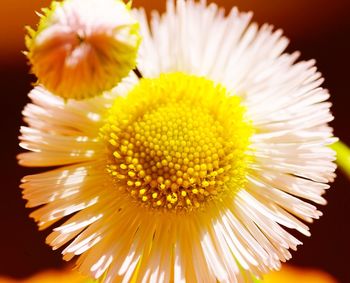 Close-up of daisy blooming against gray background