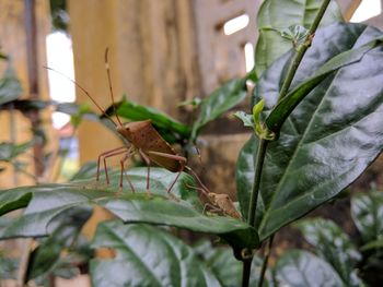 Close-up of insect on plant