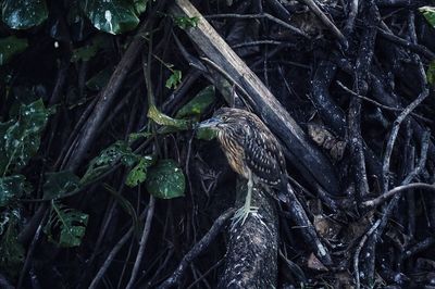 Close-up of bird