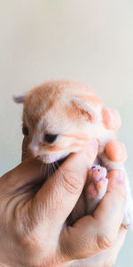 Close-up of hand holding cat