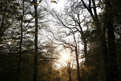 Low angle view of trees in forest against sky