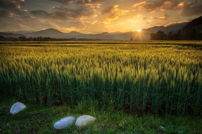 Scenic view of field against sky during sunset