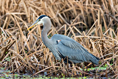 Close-up of heron on grass