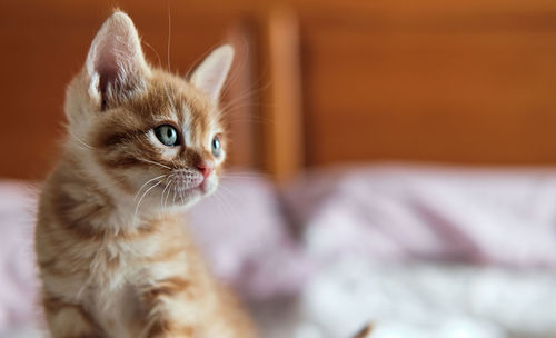 Close-up of kitten relaxing on bed at home