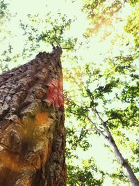 Low angle view of tree against sky