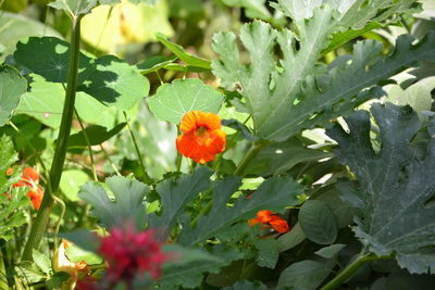 Close-up of poppy blooming outdoors