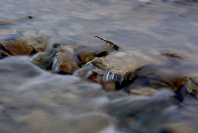 Blurred motion of crab on river