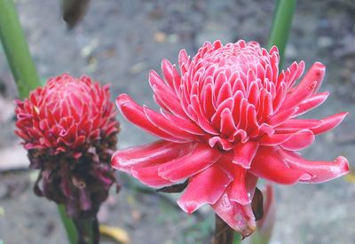 Close-up of red flowers blooming outdoors