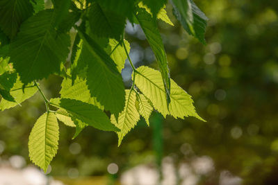 Close-up of leaves on tree