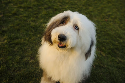High angle view of old english sheepdog sitting on field