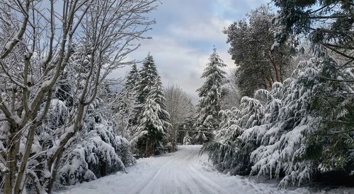 Road amidst trees against sky during winter