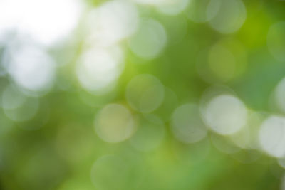 Defocused image of plants