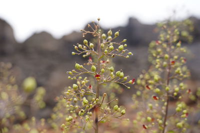 Close-up of flowering plant