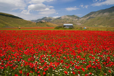 Red flowers growing on field by mountains against sky