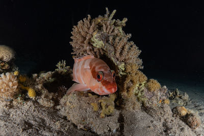 View of fish swimming underwater