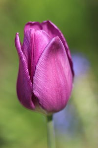 Close-up of pink tulip