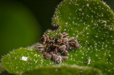 Close-up of fresh green plant