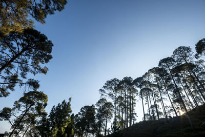 Low angle view of trees against clear sky
