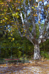 Trees in forest