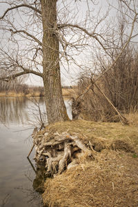 Bare trees at lakeshore