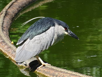 Side view of a bird perching on a lake