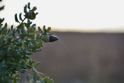 Close-up of plant