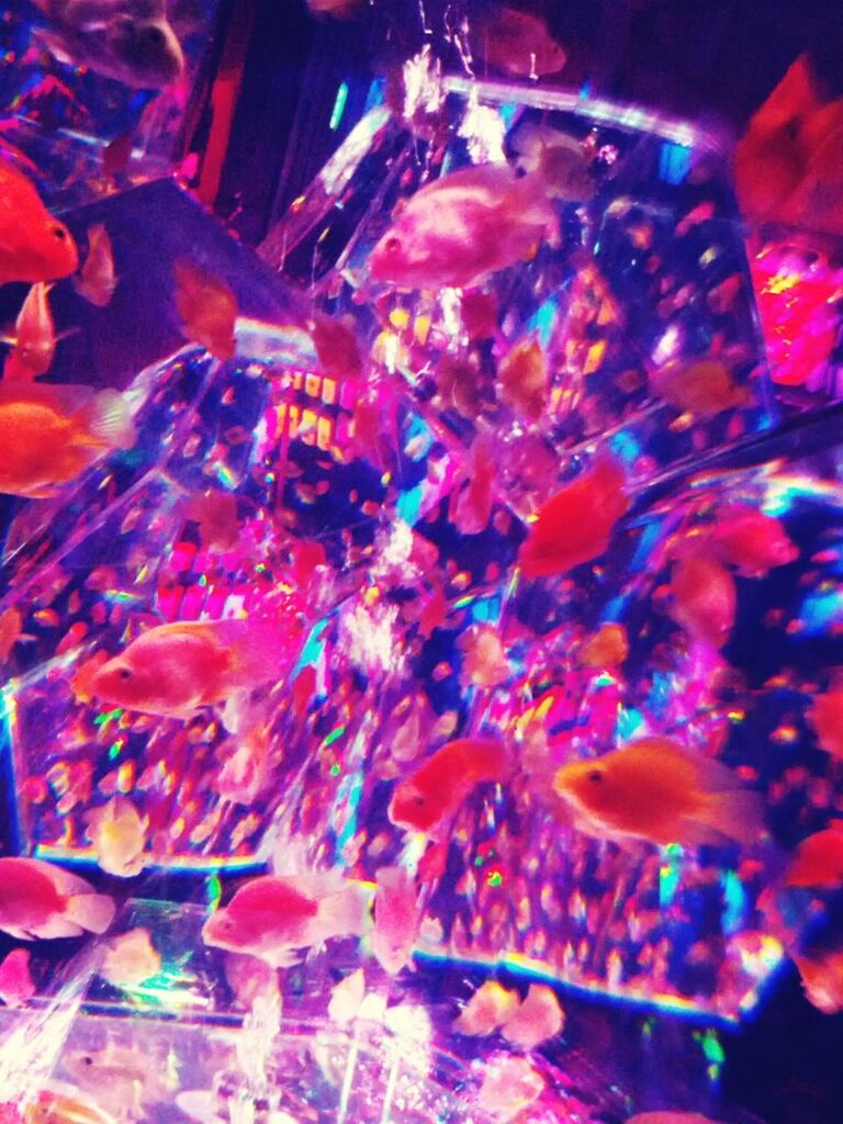 Art aqualium