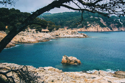 Seascape with a plant in the middle on a cloudy day on the costa brava in catalonia, spain