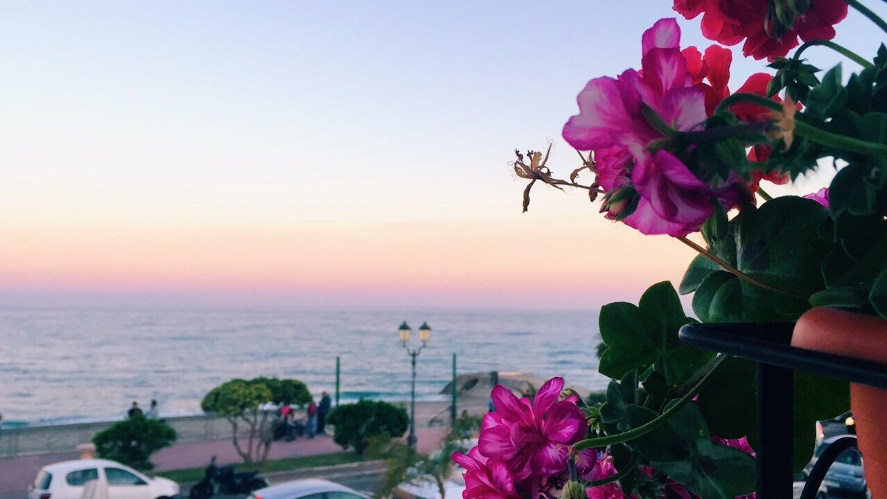 CLOSE-UP OF BOUGAINVILLEA BLOOMING BY SEA AGAINST SUNSET SKY