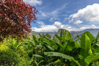 Scenic view of a green landscape with mountain range at island reunion