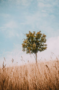 Tree in field against sky