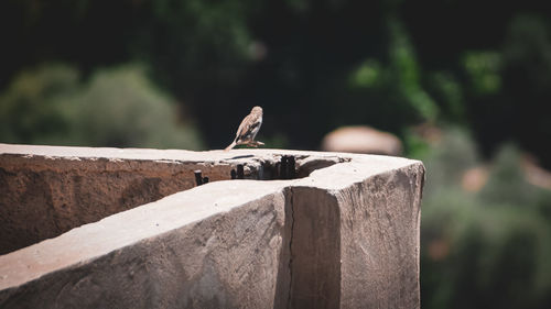 Close-up of bird perching on wooden post