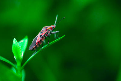 Close-up of insect on plant