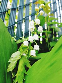 Close-up of white flowering plant