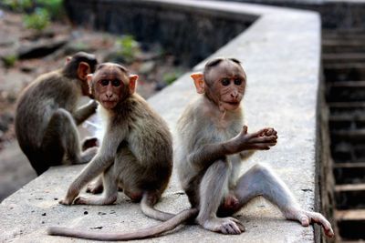 Monkey sitting on rock