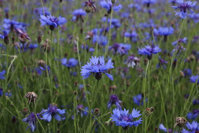 Close-up of purple flowering plants on field